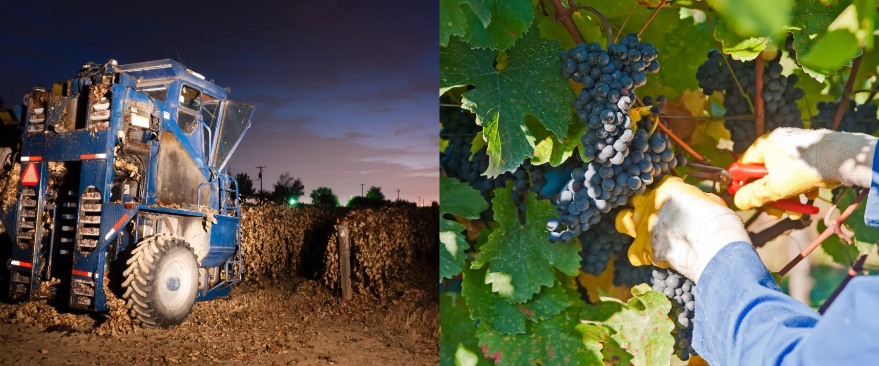 vendemmia manuale e meccanica