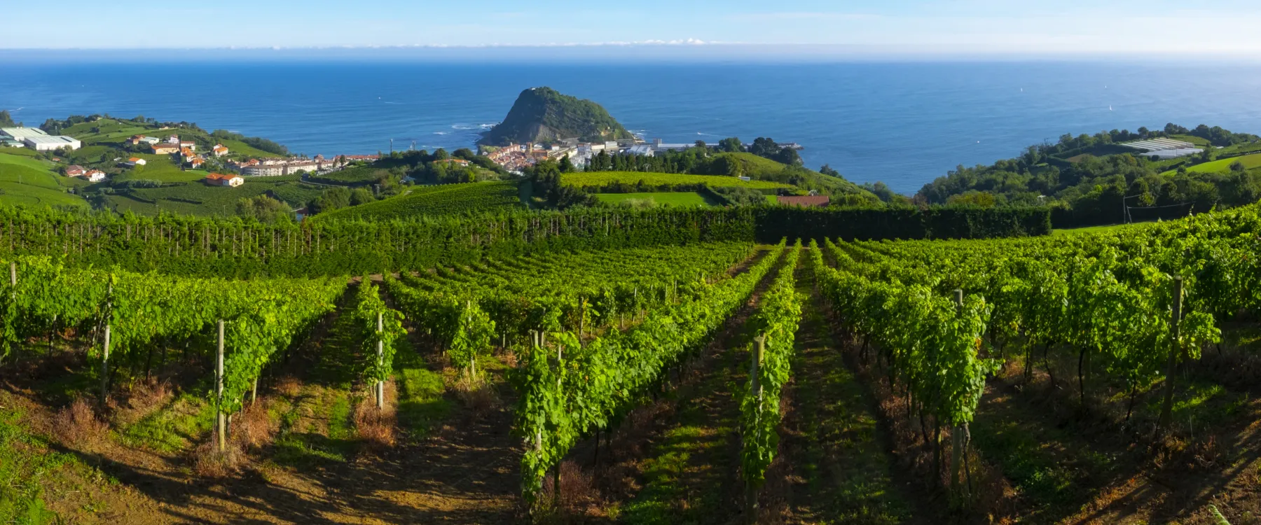 Vigneto in riva al mare