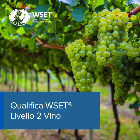 Qualifica WSET Livello 2 vino in italiano