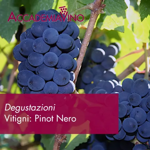Degustazioni vino – Vitigni: pinot nero