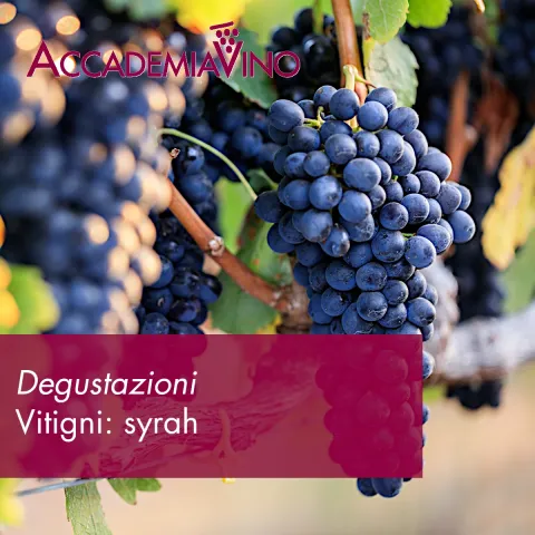 Degustazioni – Vitigni: syrah