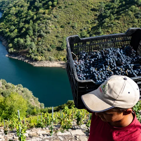 Vendemmia Ribera Sacra