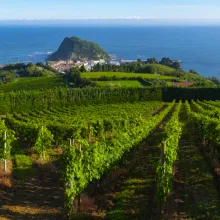 Vigneto in riva al mare