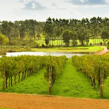 Margaret River Vigneti